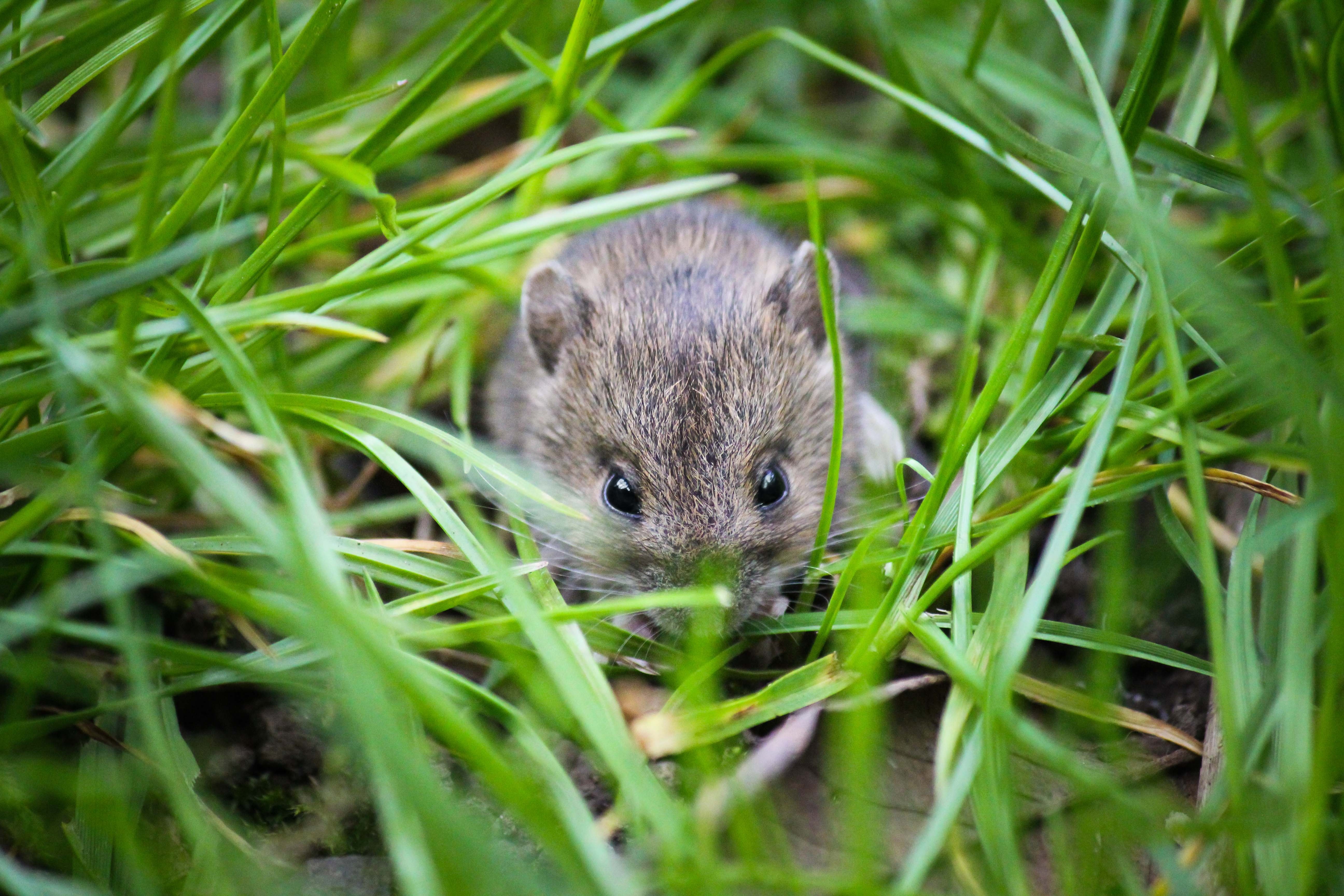 Small Animal, Small, Garden, Mouse, one animal, grass