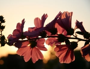 close up photography of purple orchid during sunset thumbnail