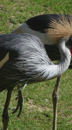2 gray and white long legged birds thumbnail