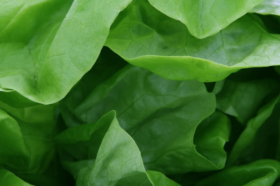 green lettuce preview