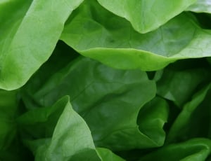green lettuce thumbnail