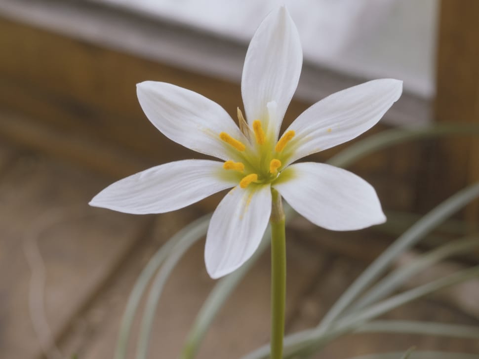 close up of white six petal flower preview