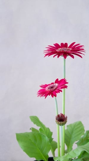 red and green flower plant thumbnail