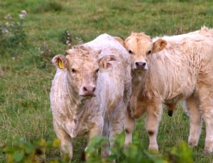 2 brown cattle calves thumbnail