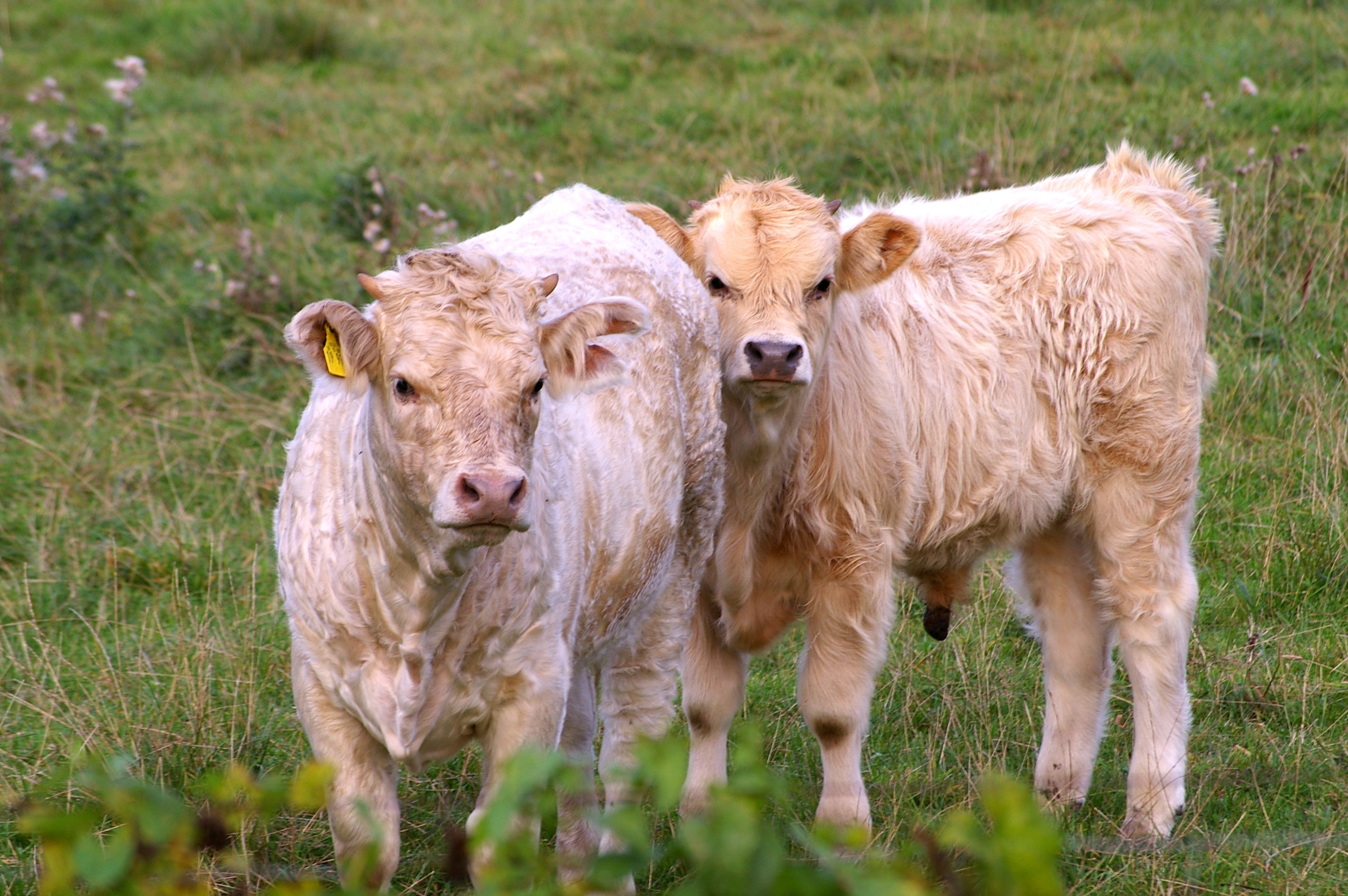 2 brown cattle calves