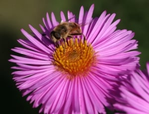 bee insect thumbnail