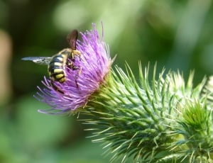 purple flower and bee thumbnail