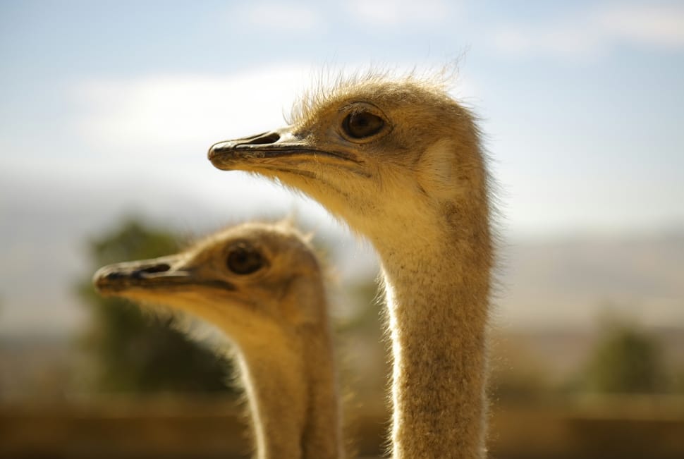 two ostrich shallow focus photography preview