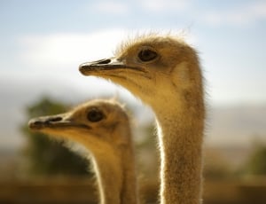 two ostrich shallow focus photography thumbnail