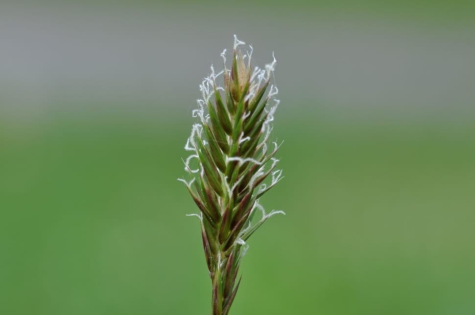 Comb Grass, Ordinary Comb Couch Grass, green color, growth preview