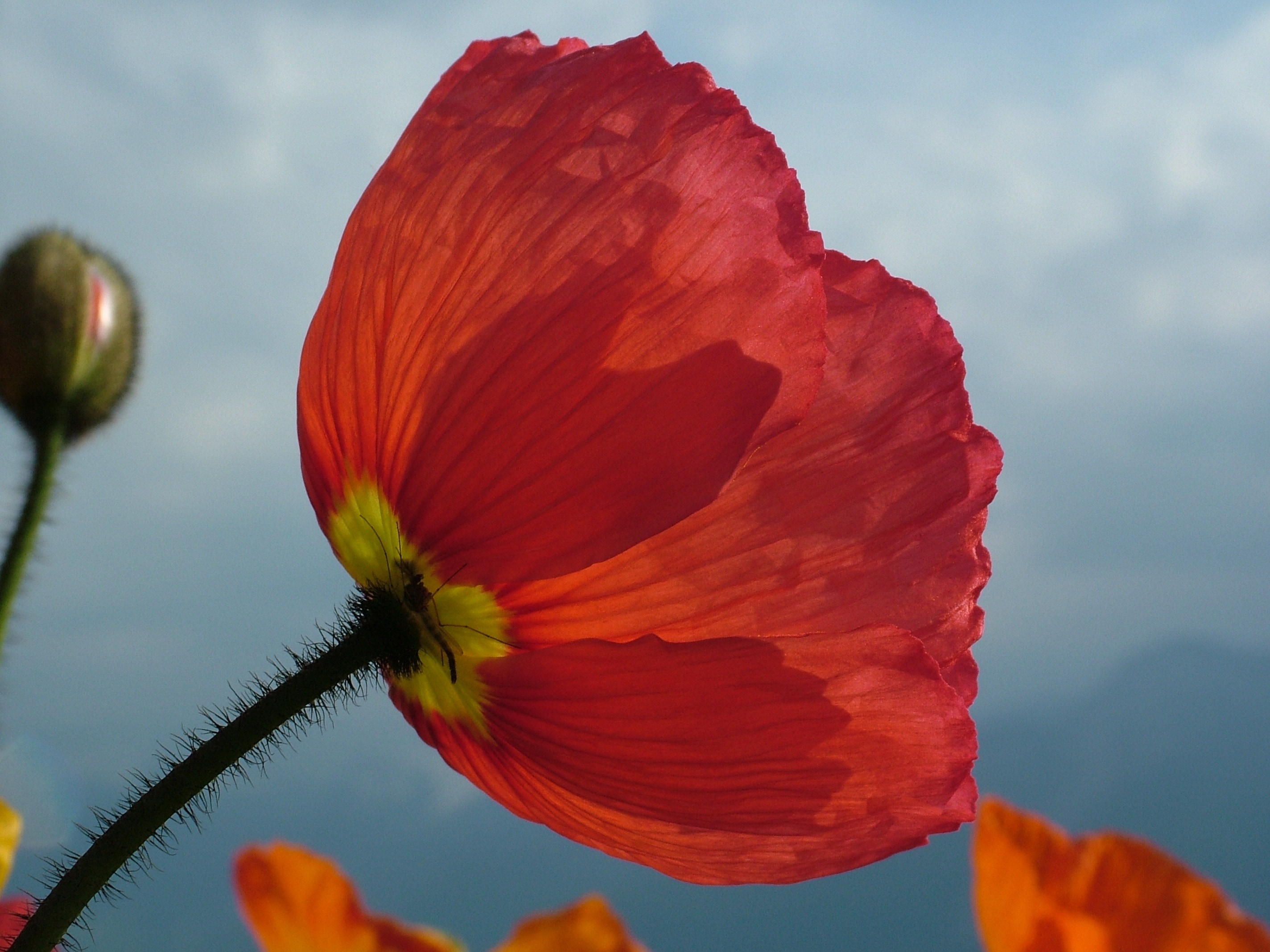 red petaled flowe