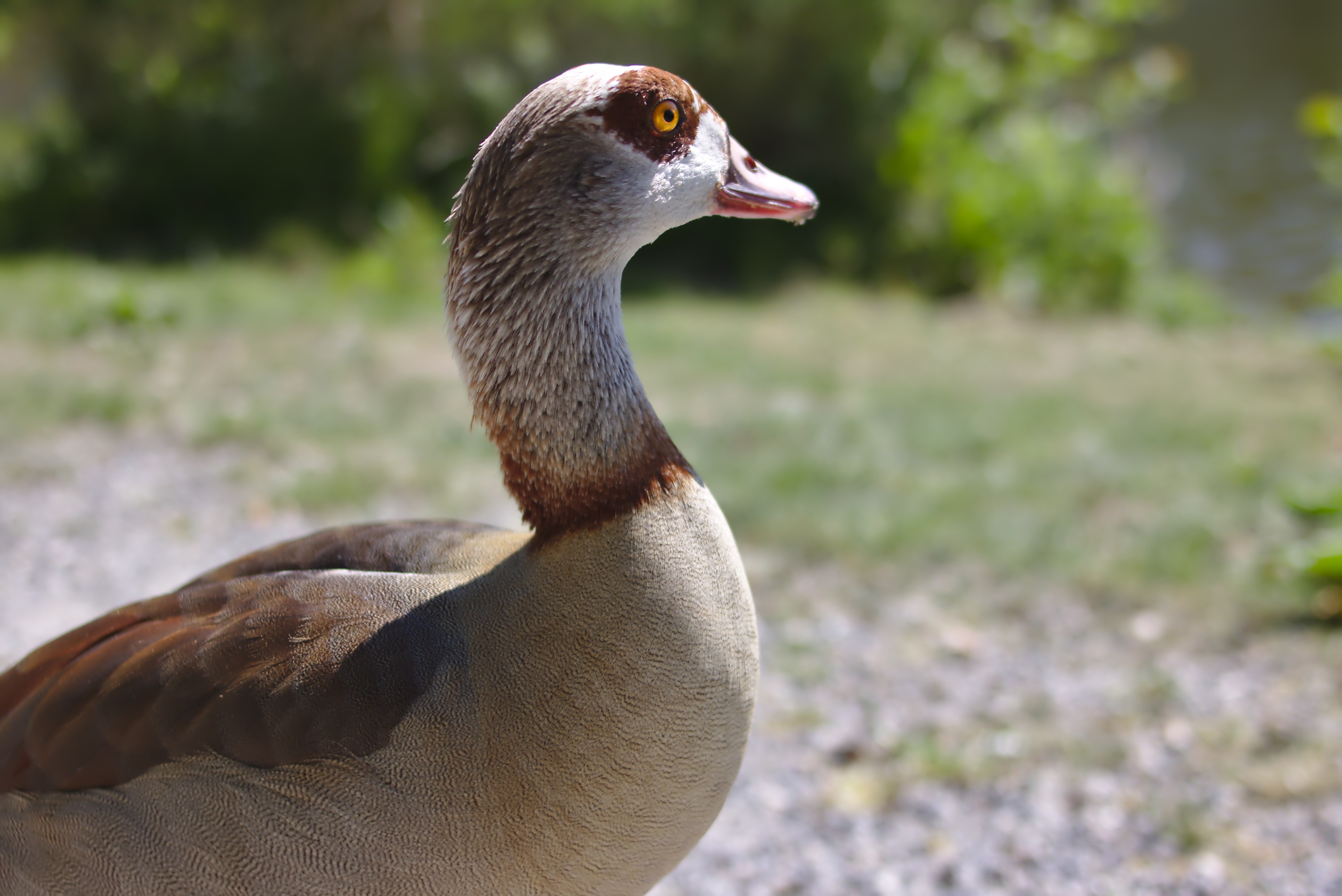 brown eyed duck