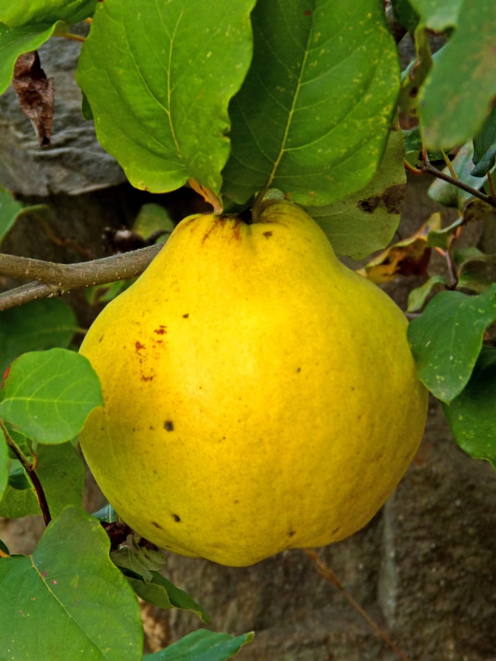 Quince, Fruit, Autumn, Tree, Yellow, fruit, food and drink preview