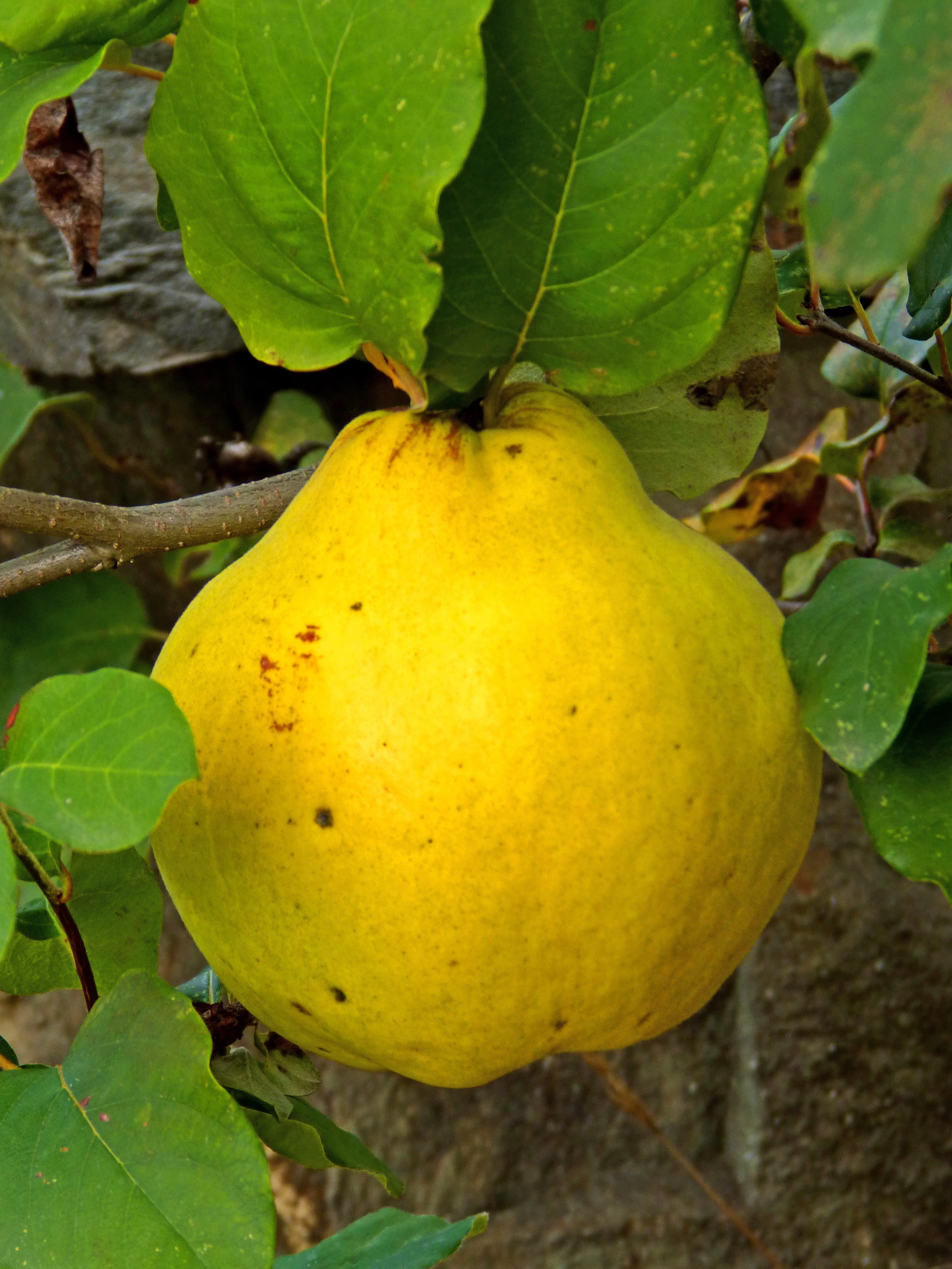 Quince, Fruit, Autumn, Tree, Yellow, fruit, food and drink