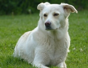 white short coated dog thumbnail