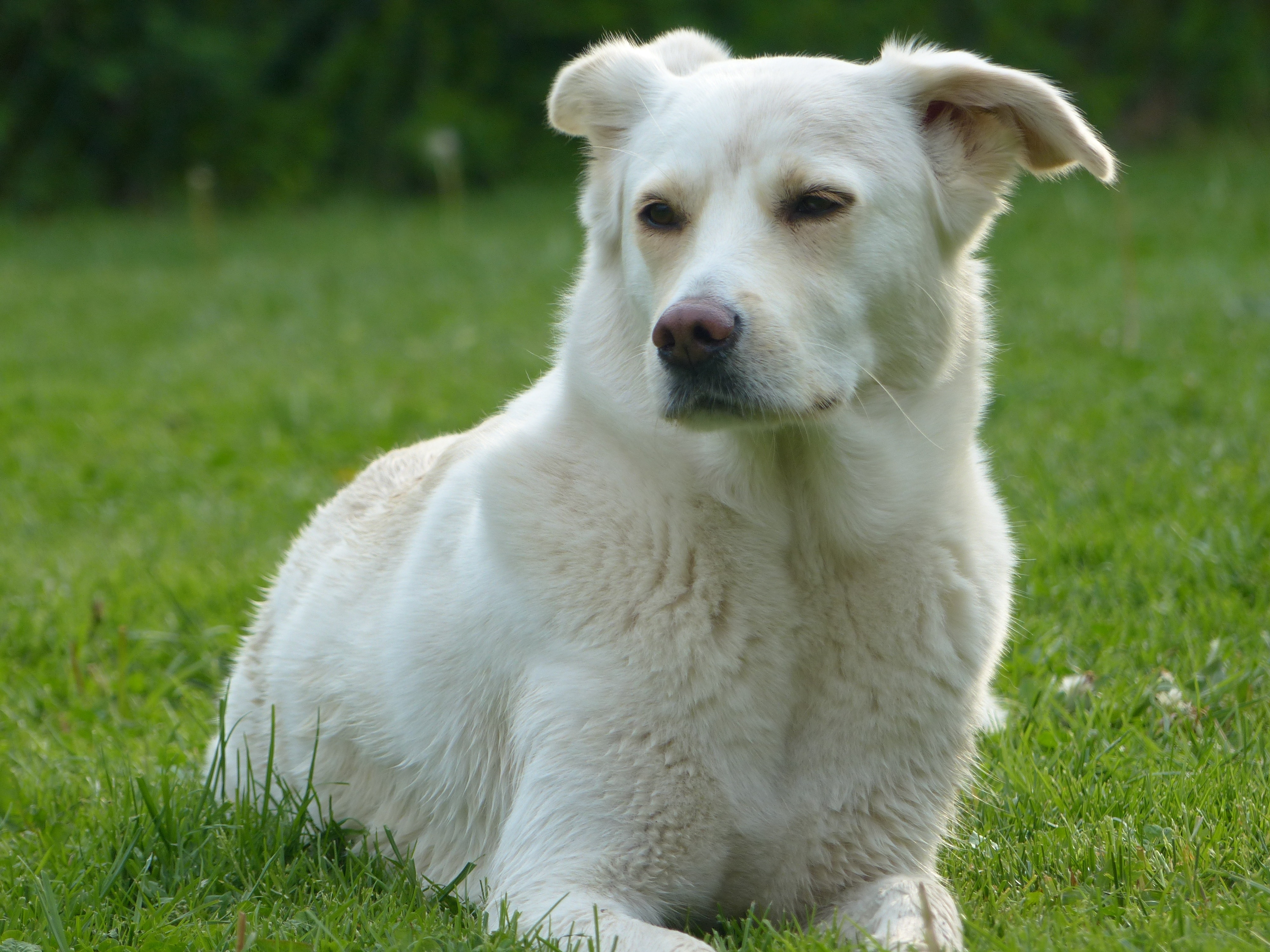 white short coated dog