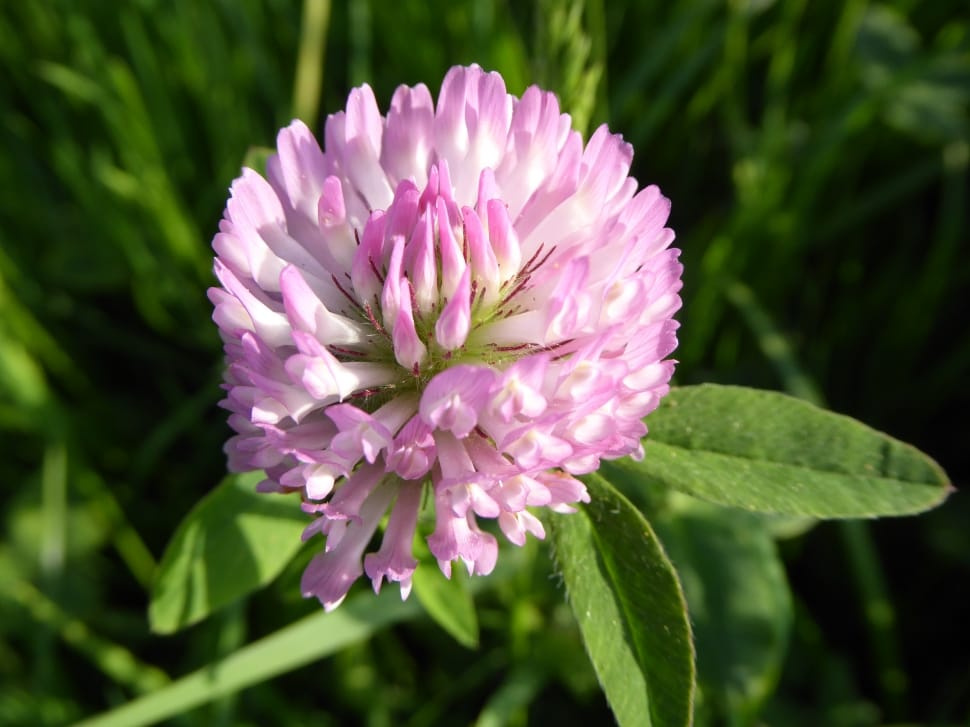 About, Soar, Pink, Red Clover, flower, nature preview