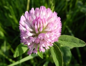 About, Soar, Pink, Red Clover, flower, nature thumbnail