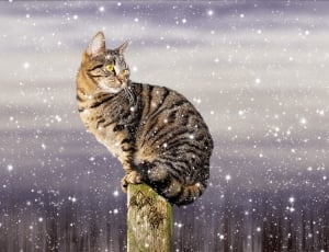 silver and black tabby cat thumbnail