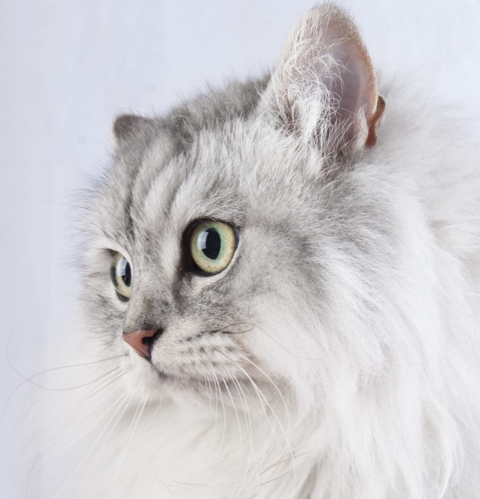 white and gray long coated cat preview