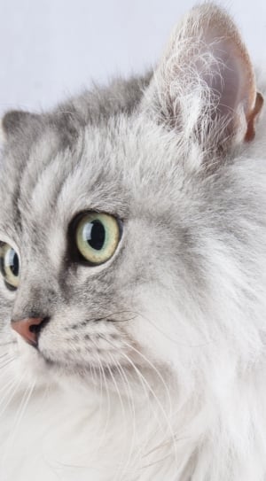 white and gray long coated cat thumbnail