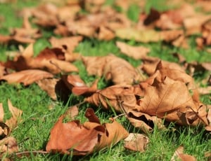 brown dried leaves lot thumbnail