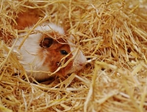 white and brown guinea pig on dried grass thumbnail