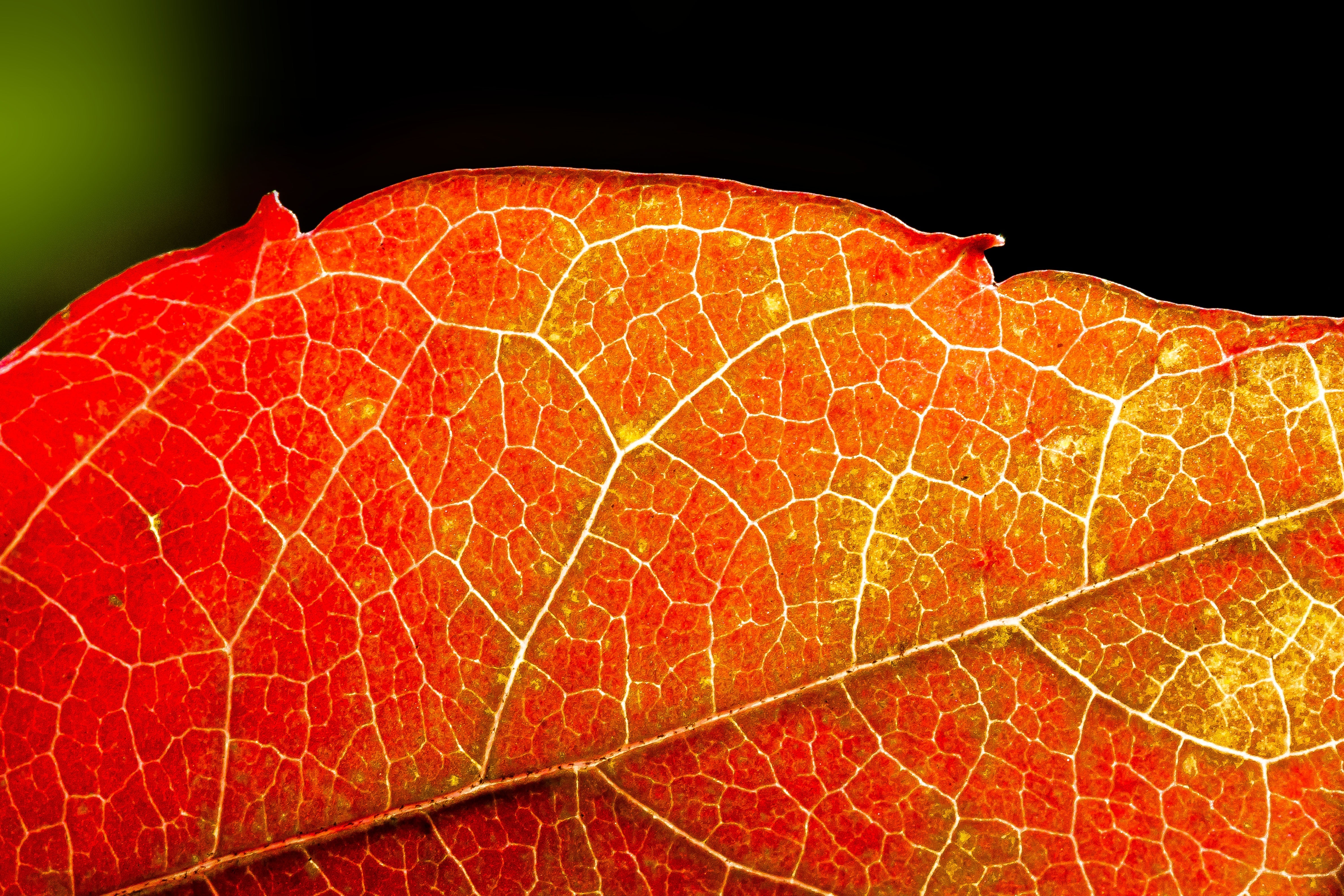 close up photo of red petaled leaf