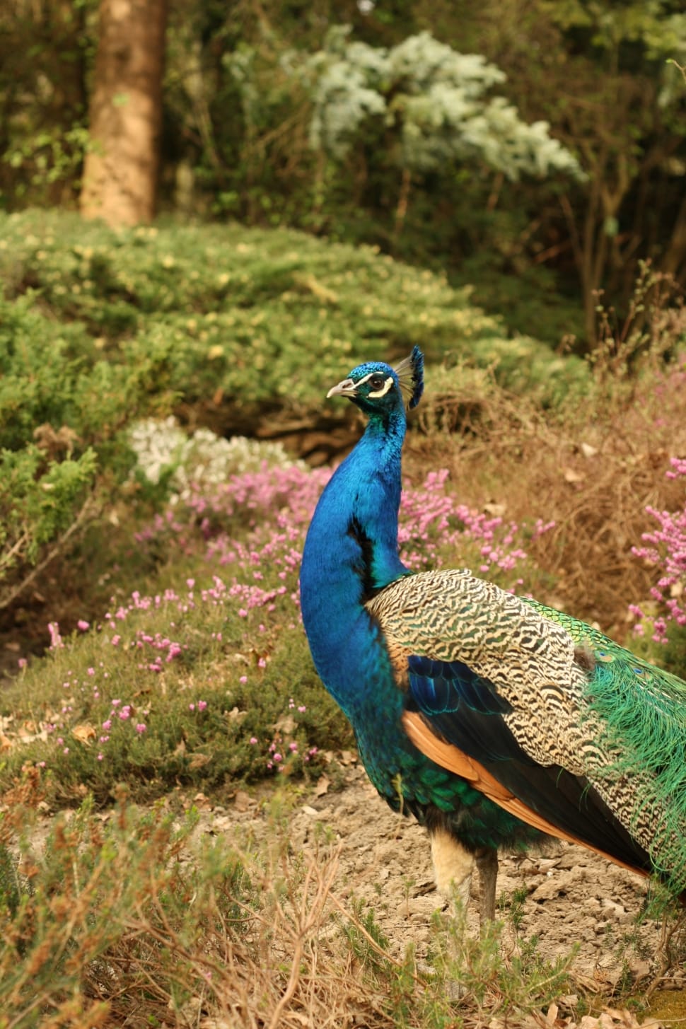 shallow focus photography of blue and beige peafowl during daytime preview