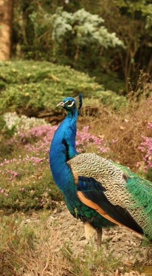 shallow focus photography of blue and beige peafowl during daytime thumbnail