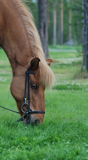 brown stallion eating grass during daytime thumbnail