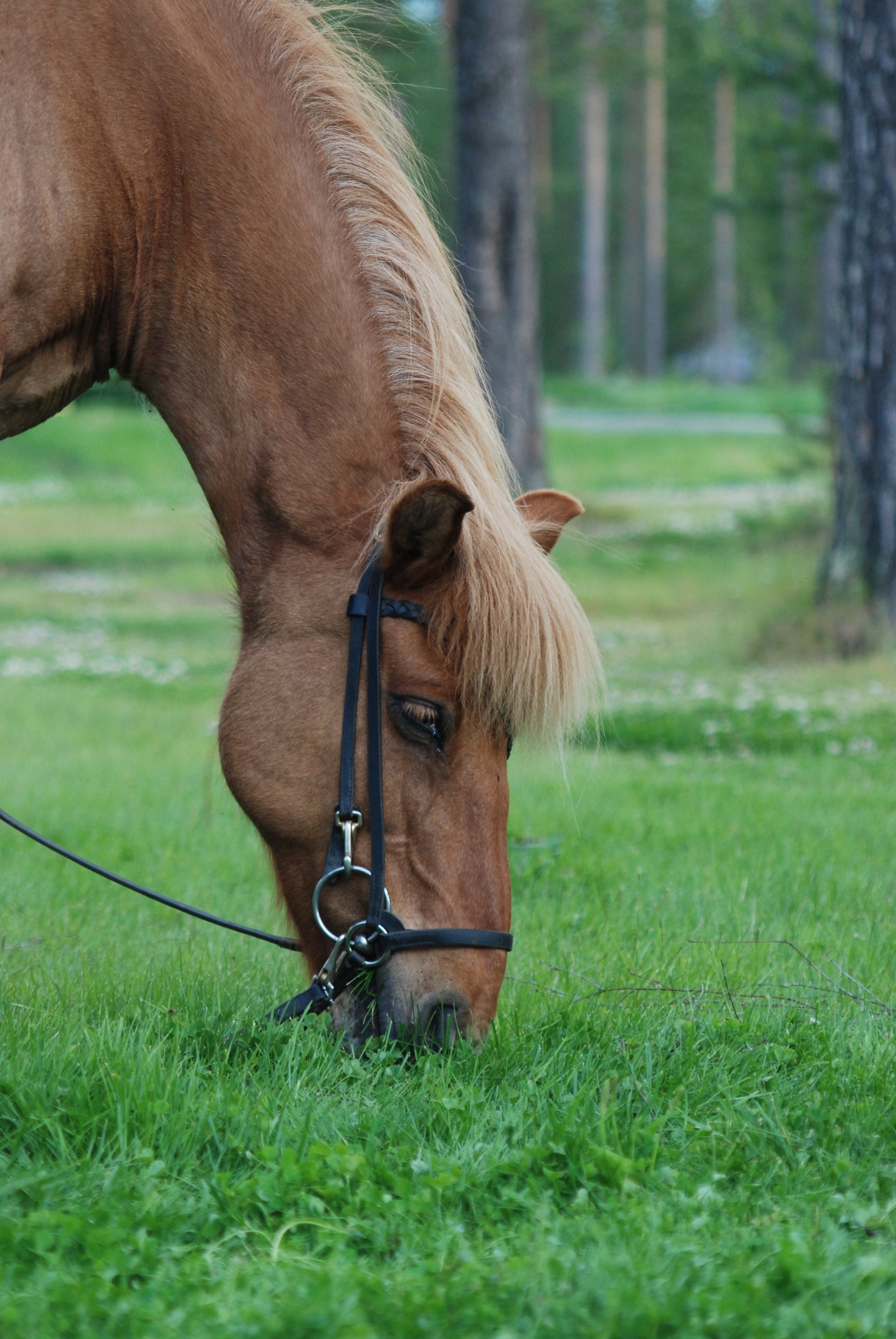 brown stallion eating grass during daytime