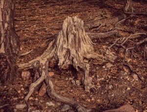 brown tree trunks thumbnail