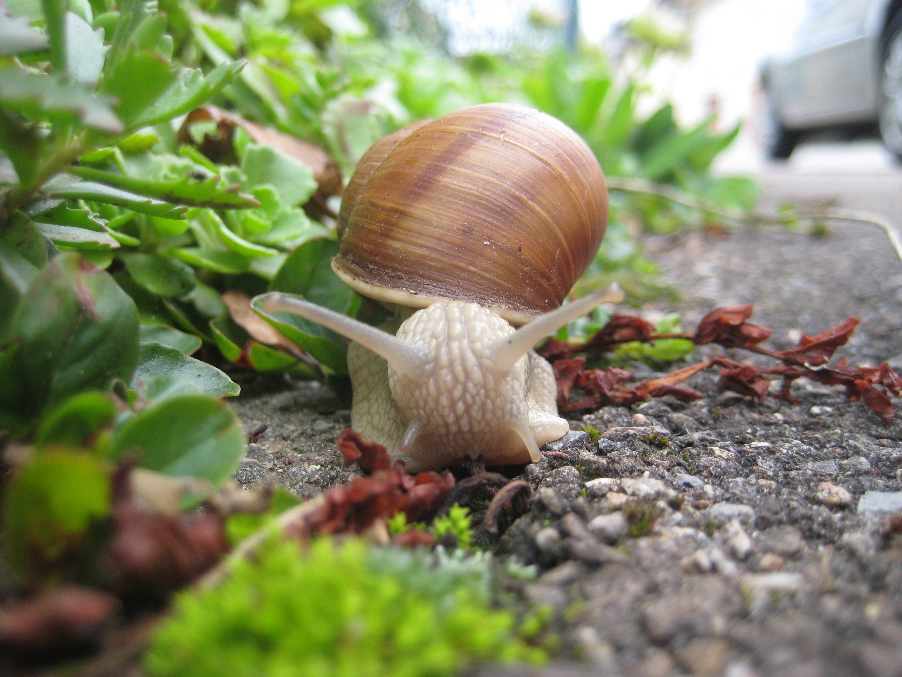 brown and white snail