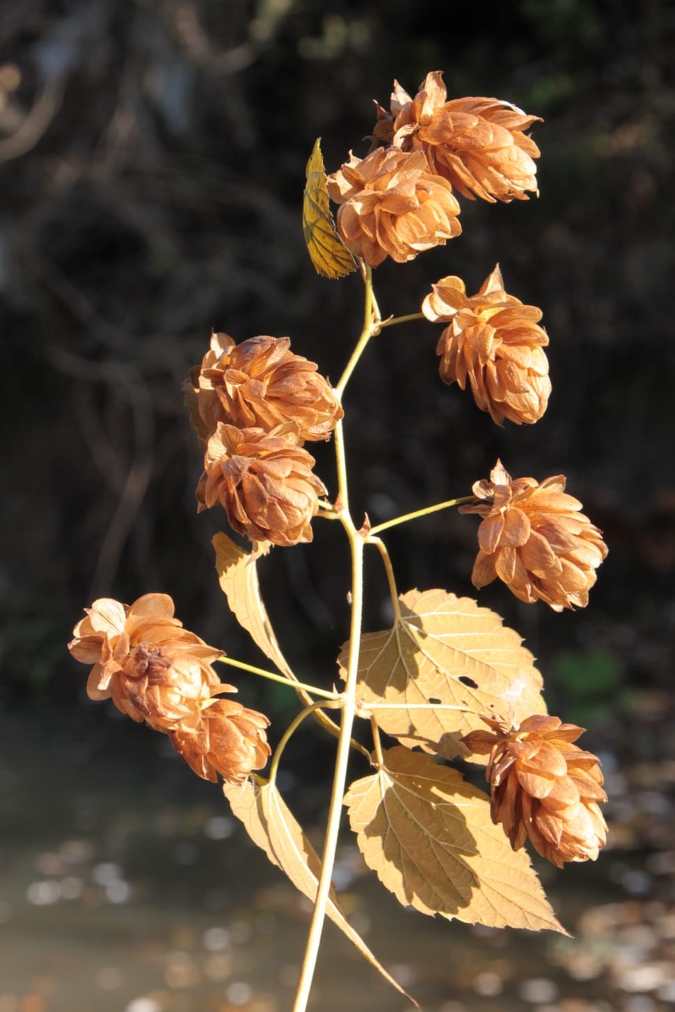 shallow focus photography of brown flowers during daytime preview