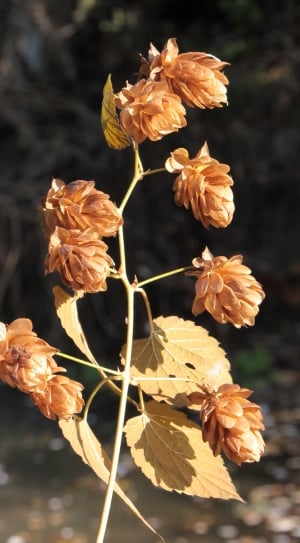 shallow focus photography of brown flowers during daytime thumbnail