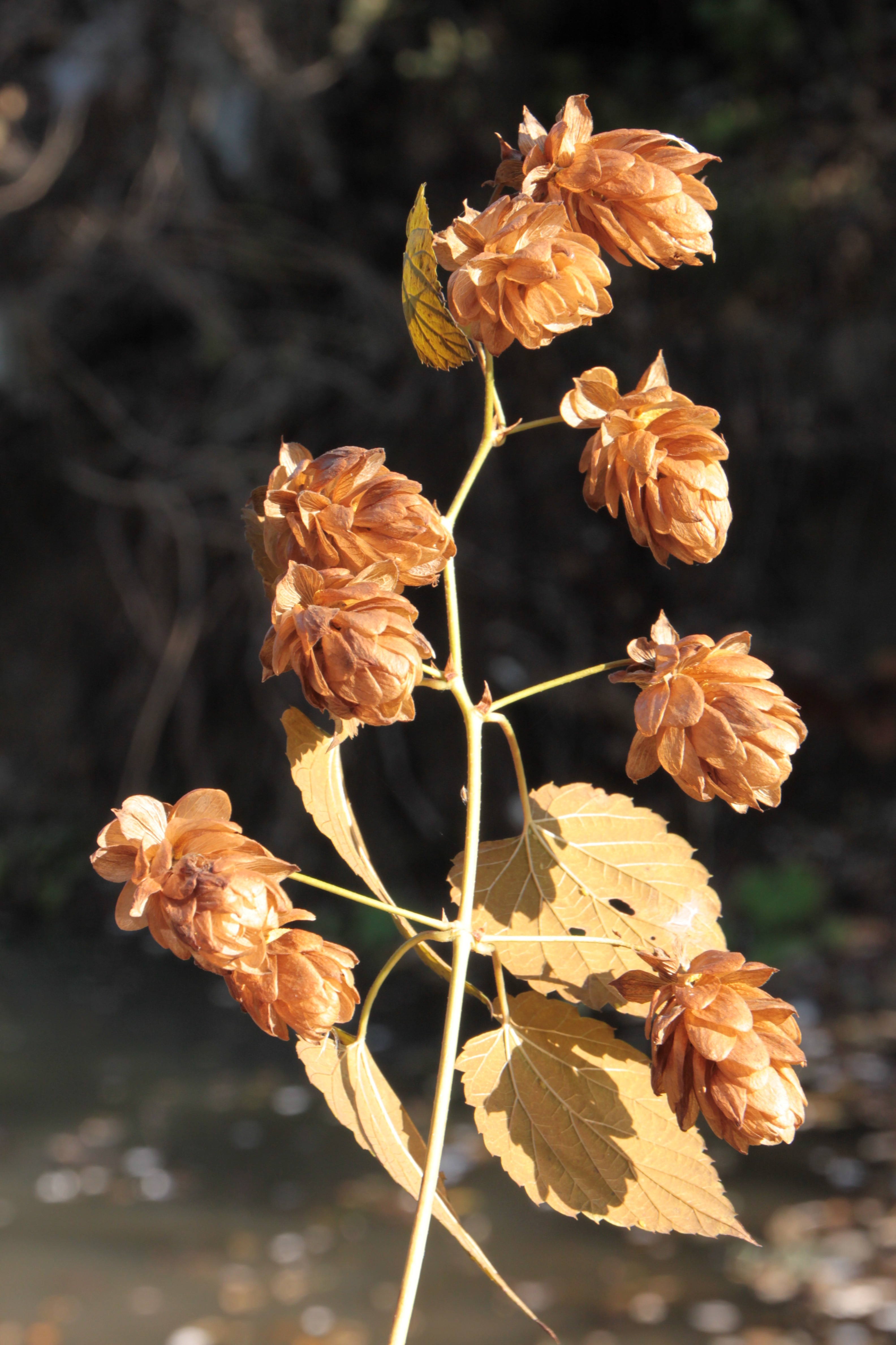 shallow focus photography of brown flowers during daytime