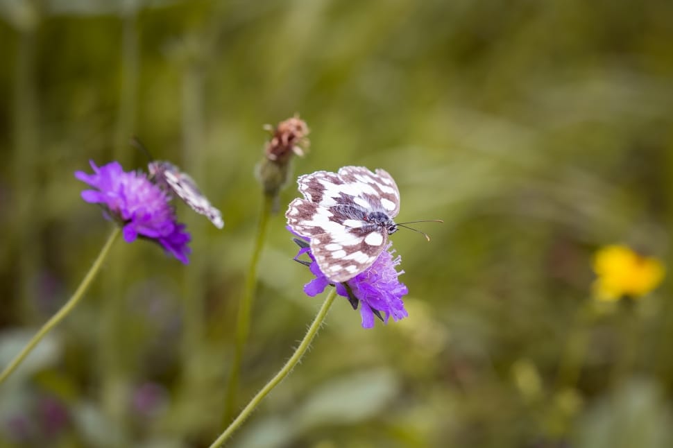 white and brown butterfly an purple cluster flower preview