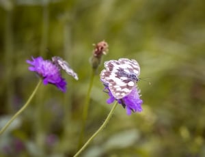 white and brown butterfly an purple cluster flower thumbnail
