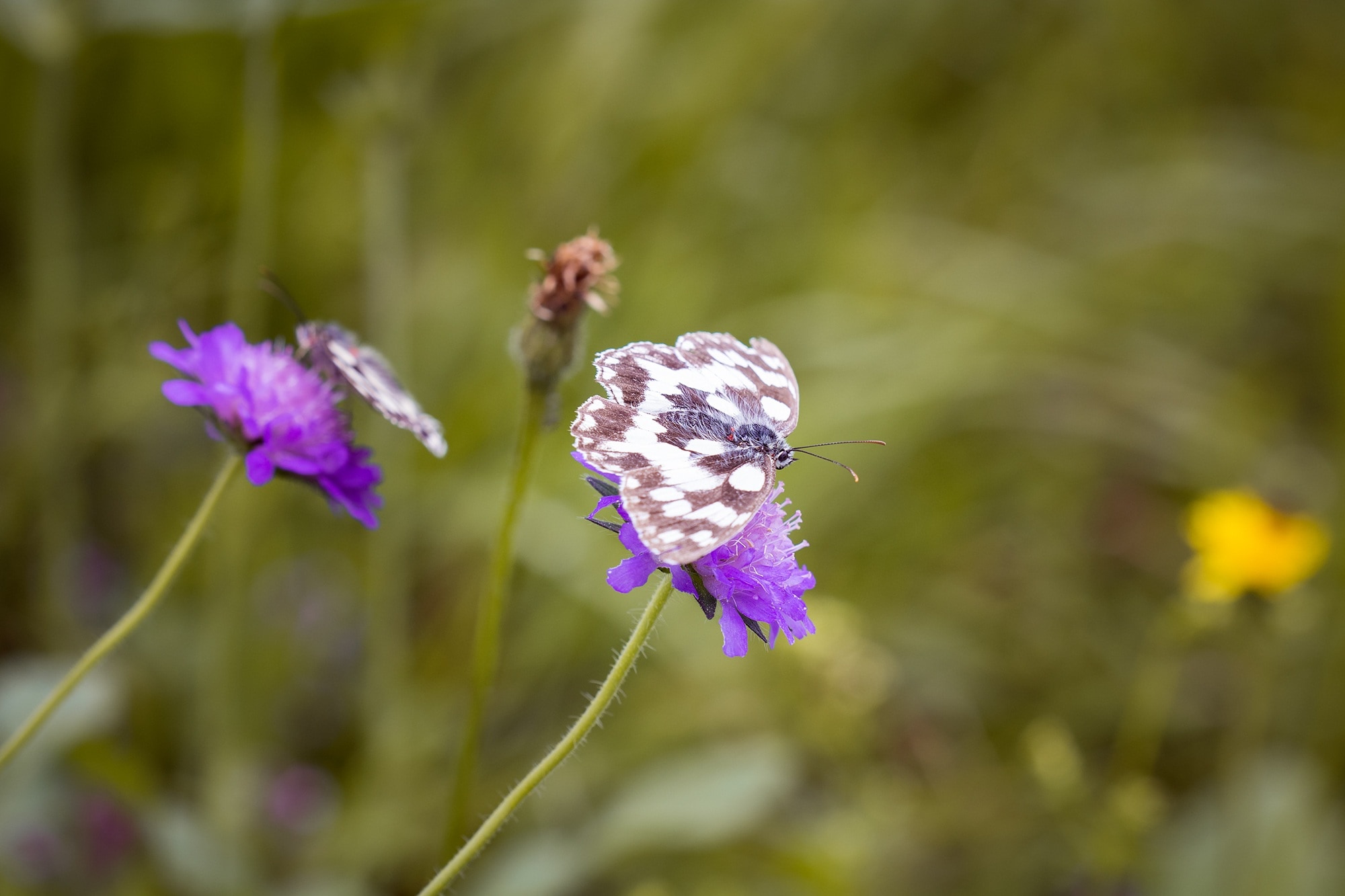 white and brown butterfly an purple cluster flower