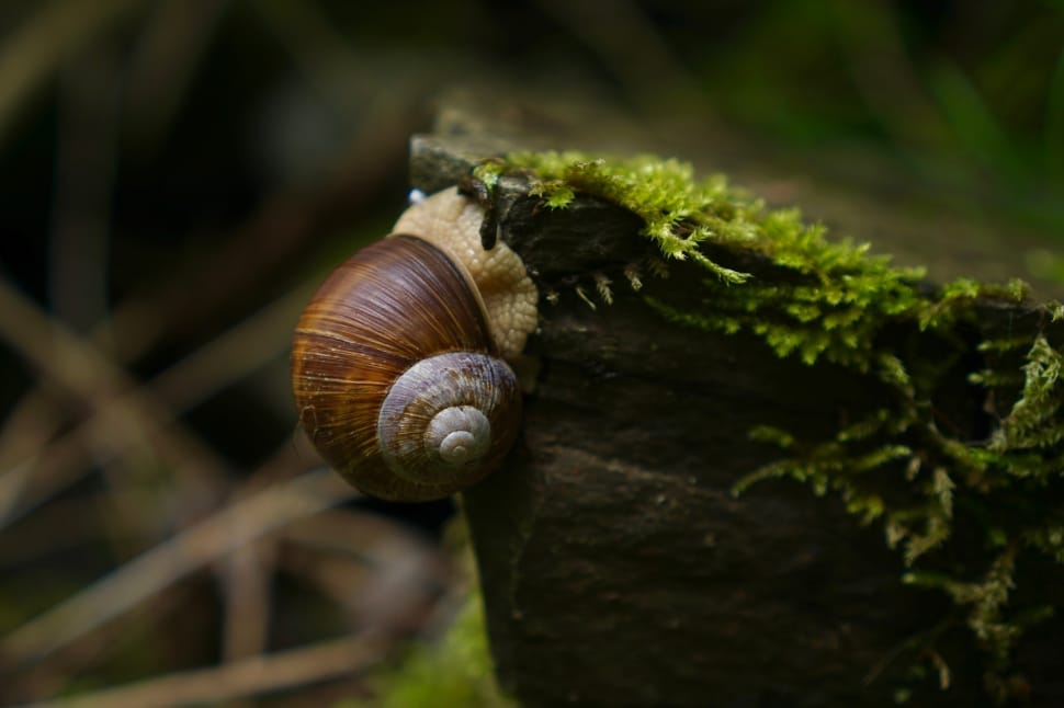 garden snail preview