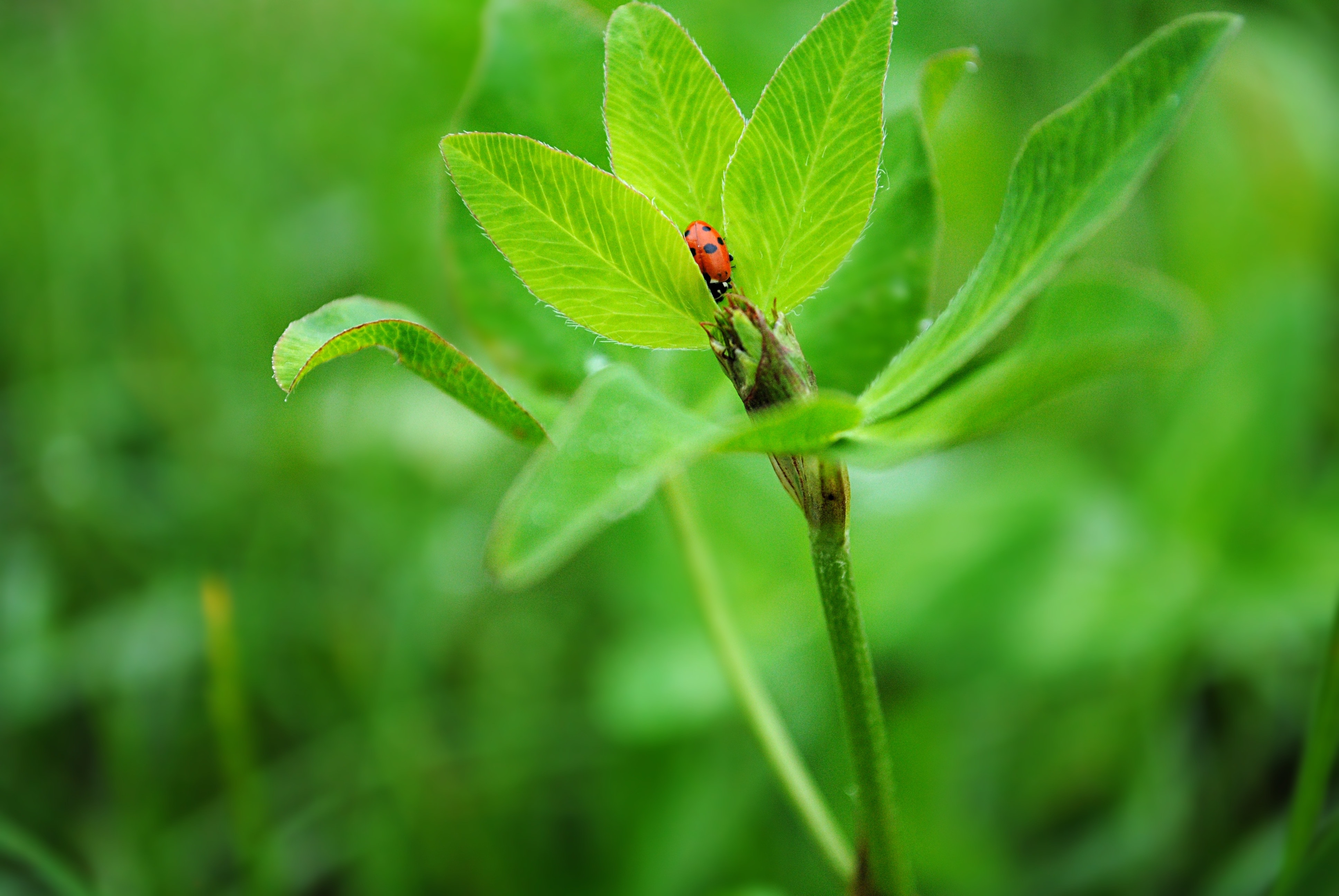 Ladybug, Spring, Nature, Insect, green color, leaf