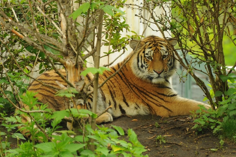 Zoo, Tiger, Predator, Animal, one animal, tiger preview