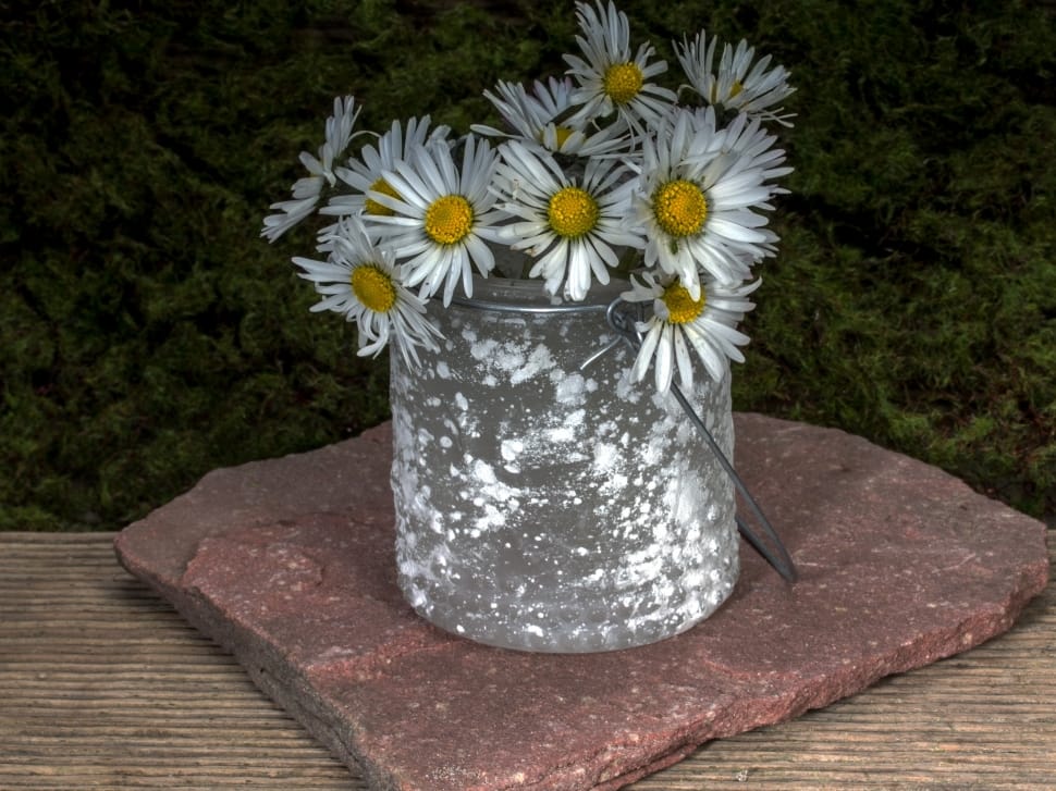 white daisy flowers preview
