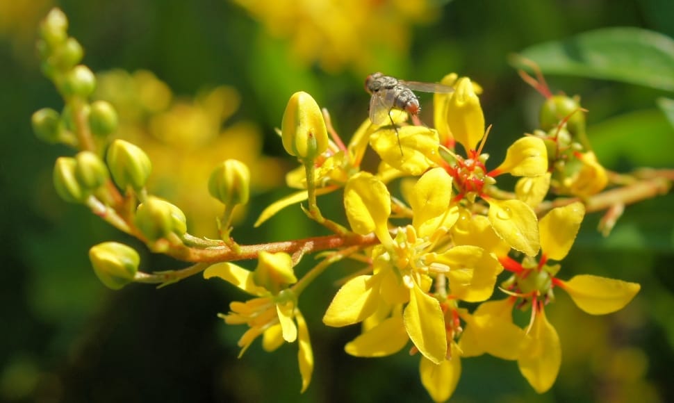 common housefly on yellow petaled flower preview