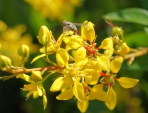 common housefly on yellow petaled flower thumbnail