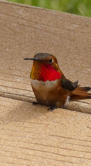 brown white and red bird thumbnail
