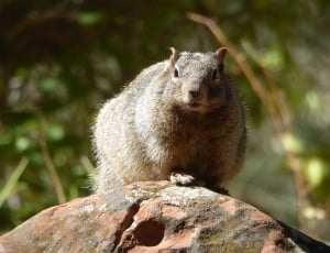 gray squirrel on rock thumbnail