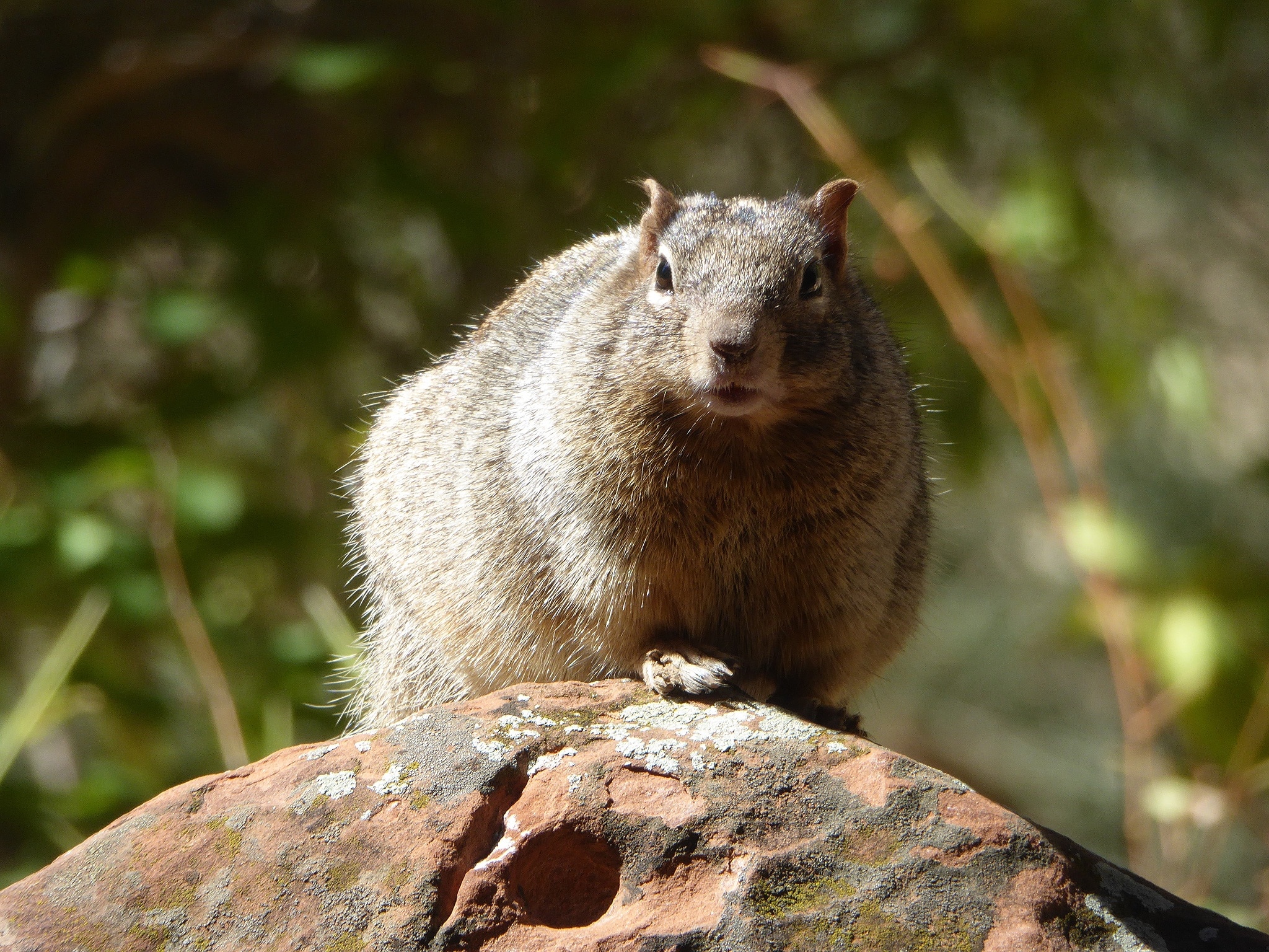 gray squirrel on rock