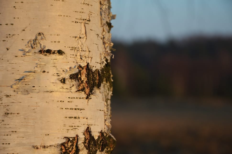 Birch, Tree, Nature, Winter, Forest, weathered, close-up preview